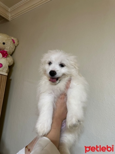 Maltese, Köpek  Adı yok fotoğrafı