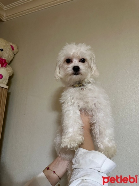 Maltese, Köpek  Adı yok fotoğrafı