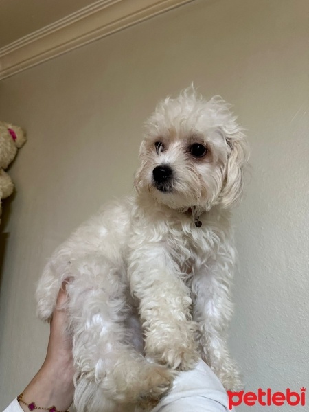 Maltese, Köpek  Adı yok fotoğrafı