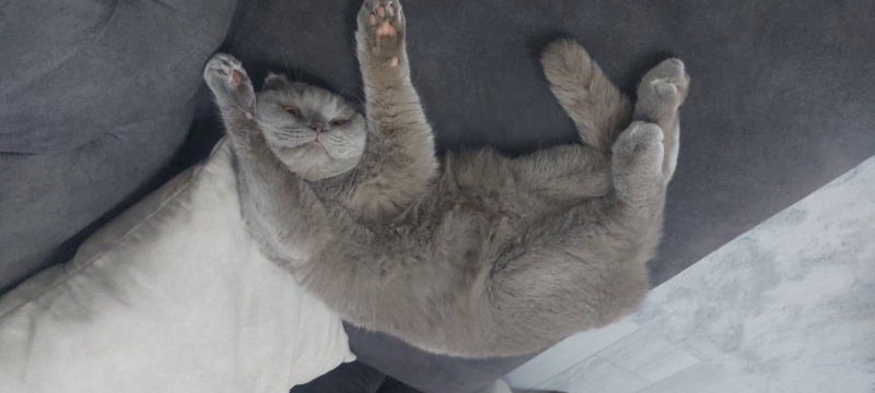 Scottish Fold, Kedi  Çiko fotoğrafı