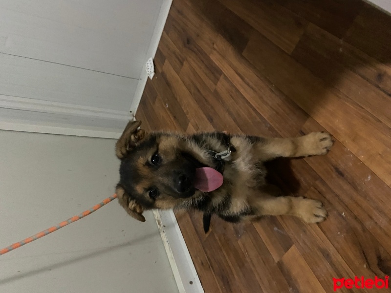 Alman Çoban Köpeği, Köpek  Tarçın fotoğrafı