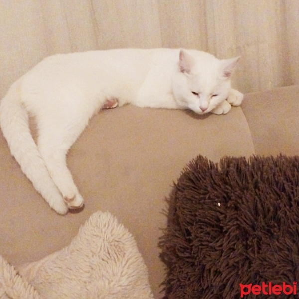 Mavi Rus, Kedi  Sütlaç fotoğrafı