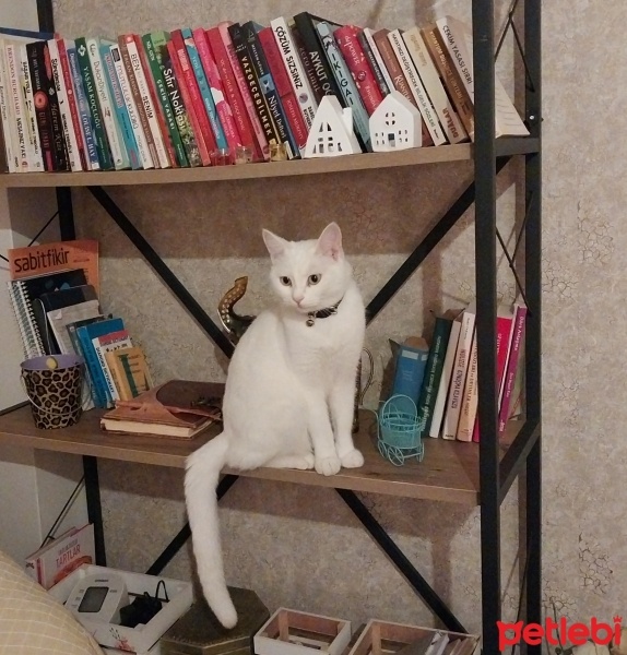 Mavi Rus, Kedi  Sütlaç fotoğrafı