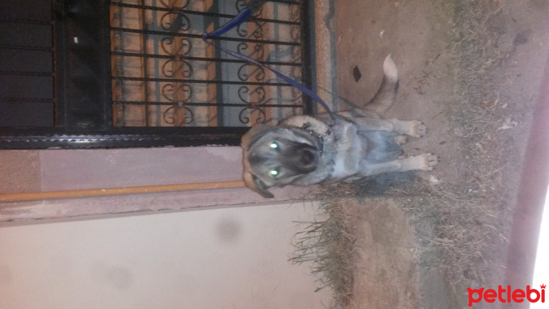 Kangal, Köpek  Rex  fotoğrafı