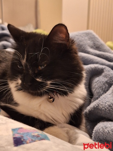 Tekir Kedi, Kedi  Pakize fotoğrafı