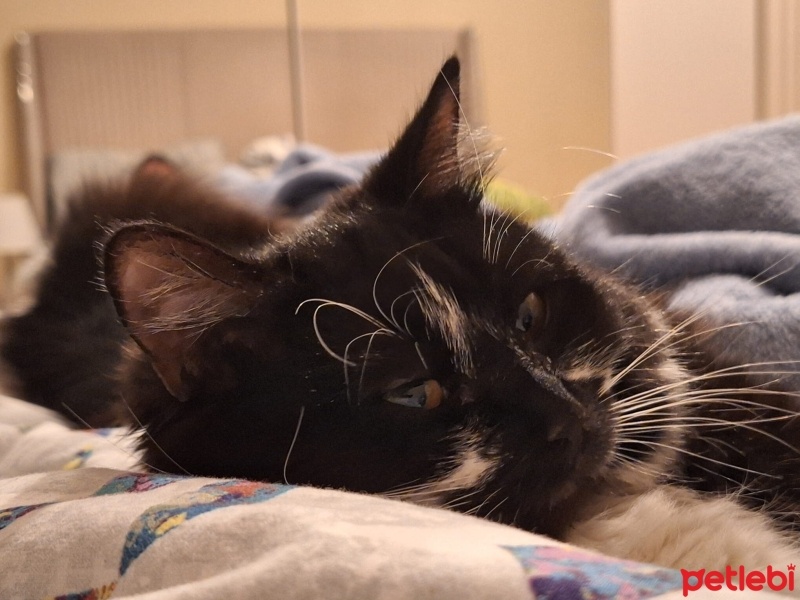 Tekir Kedi, Kedi  Pakize fotoğrafı