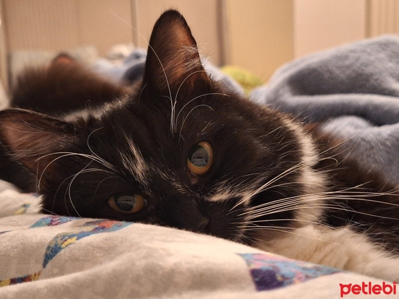 Tekir Kedi, Kedi  Pakize fotoğrafı