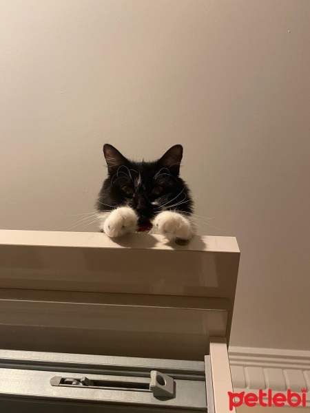 Tekir Kedi, Kedi  Pakize fotoğrafı