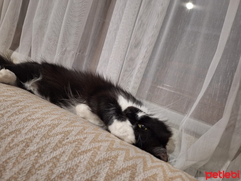 Tekir Kedi, Kedi  Pakize fotoğrafı