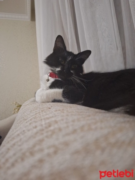 Tekir Kedi, Kedi  Pakize fotoğrafı