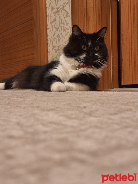 Tekir Kedi, Kedi  Pakize fotoğrafı