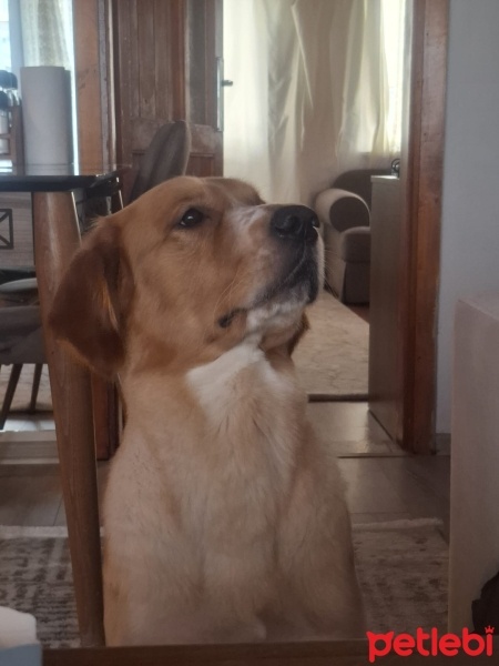 Golden Retriever, Köpek  dB fotoğrafı