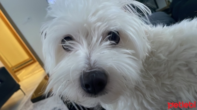 Maltese, Köpek  Rozi fotoğrafı