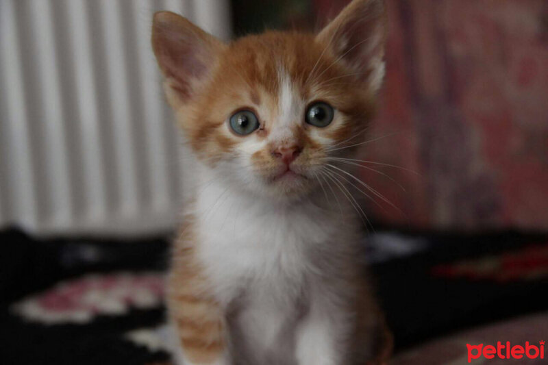 Tekir Kedi, Kedi  Hector fotoğrafı