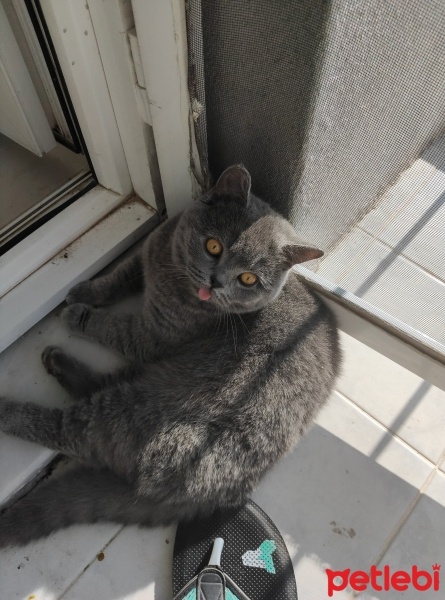 British Shorthair, Kedi  Leo fotoğrafı