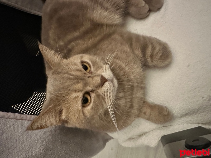 British Shorthair, Kedi  İskender fotoğrafı