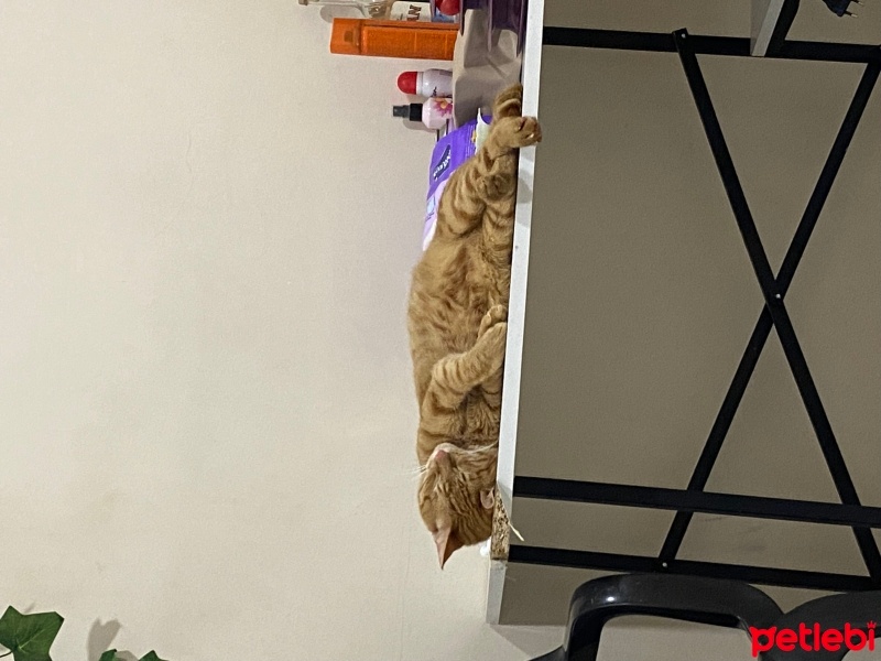 Sarman, Kedi  osmik fotoğrafı
