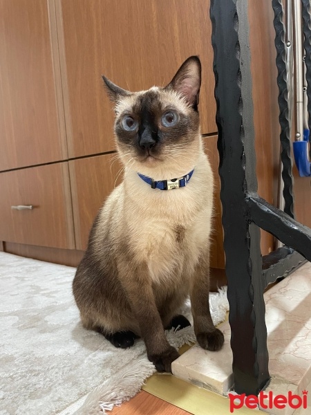 Siyam Kedisi, Kedi  Pars fotoğrafı