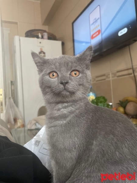 British Shorthair, Kedi  Balam fotoğrafı