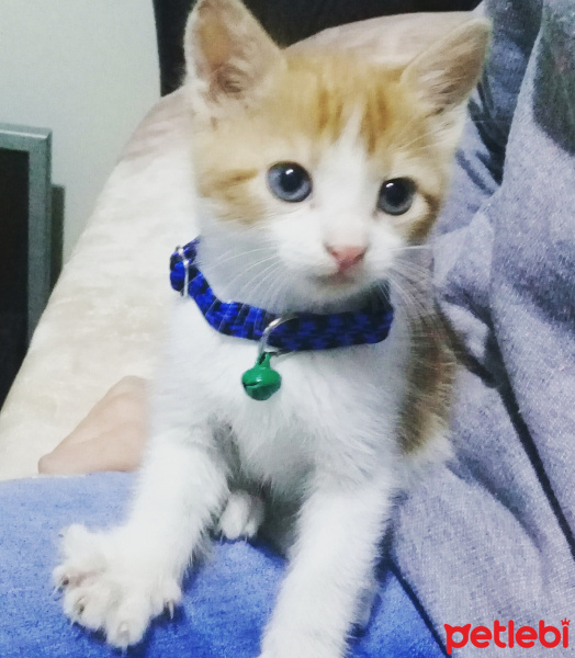 Soke, Kedi  Tarçın fotoğrafı