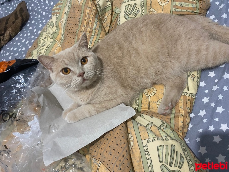 British Shorthair, Kedi  Cookie fotoğrafı