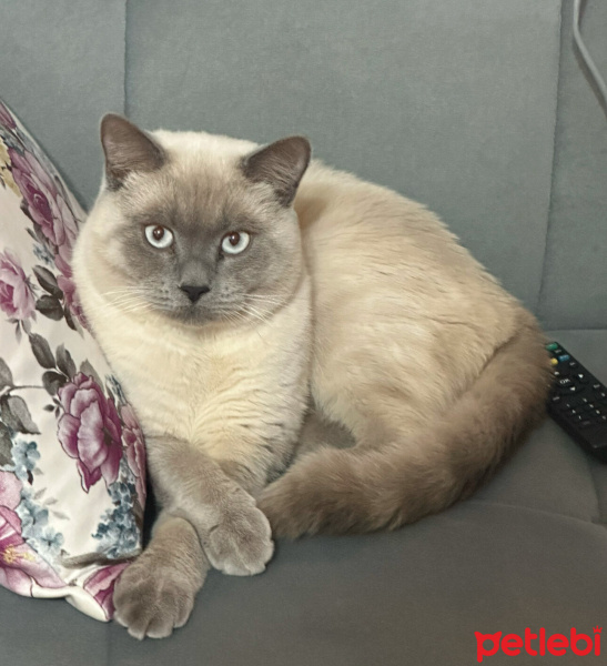 British Shorthair, Kedi  Lucas fotoğrafı