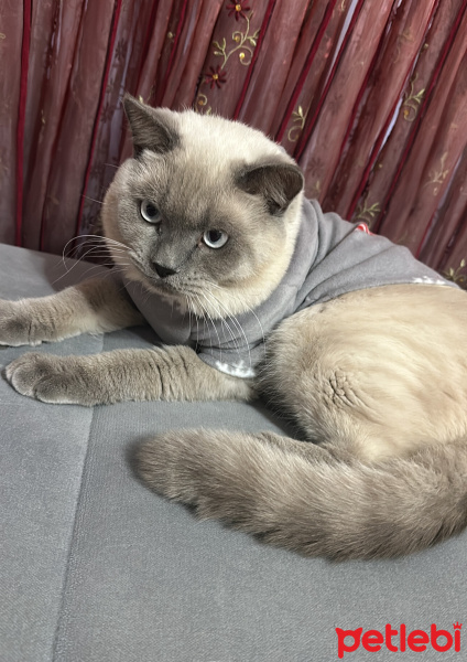 British Shorthair, Kedi  Lucas fotoğrafı