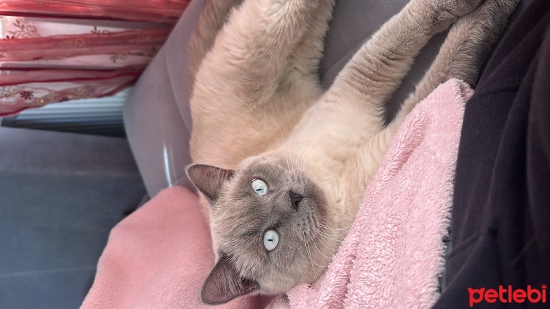 British Shorthair, Kedi  Lucas fotoğrafı