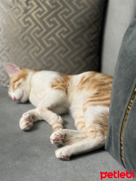 Tekir Kedi, Kedi  Paşa fotoğrafı