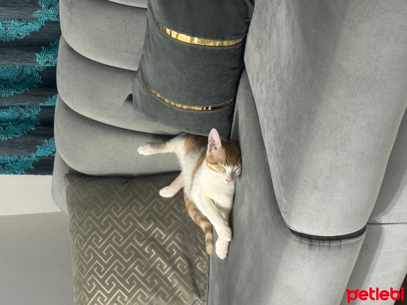 Tekir Kedi, Kedi  Paşa fotoğrafı