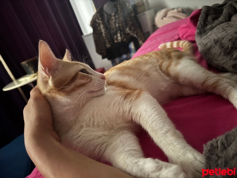 Tekir Kedi, Kedi  Paşa fotoğrafı
