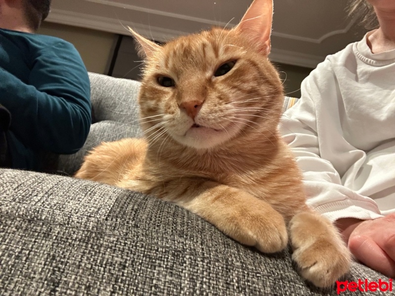 Sarman, Kedi  Anem fotoğrafı