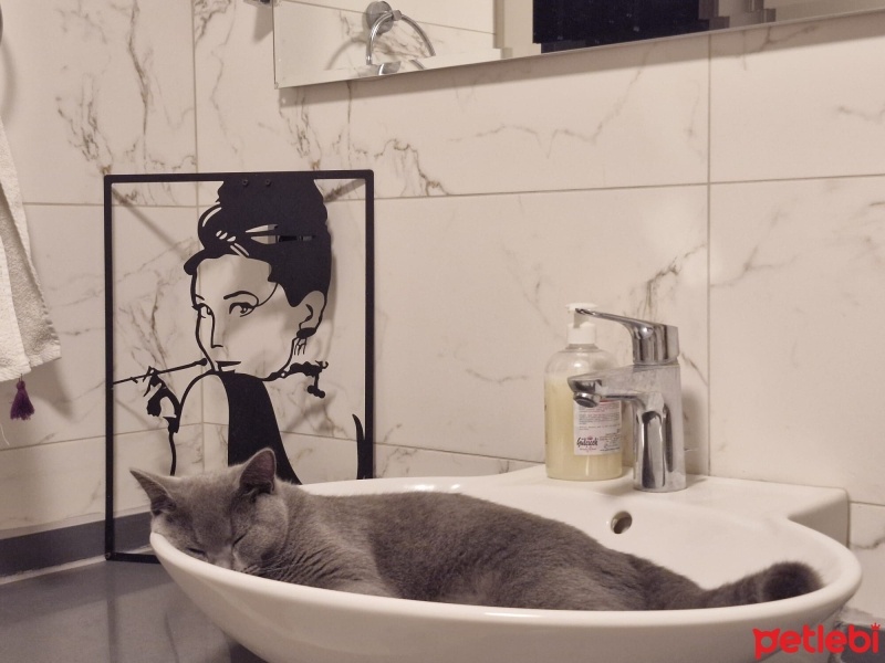 British Shorthair, Kedi  Pokito fotoğrafı