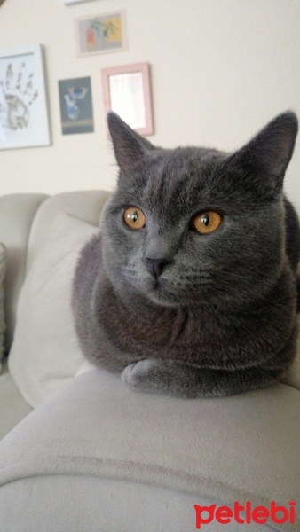 British Shorthair, Kedi  Muhtar fotoğrafı