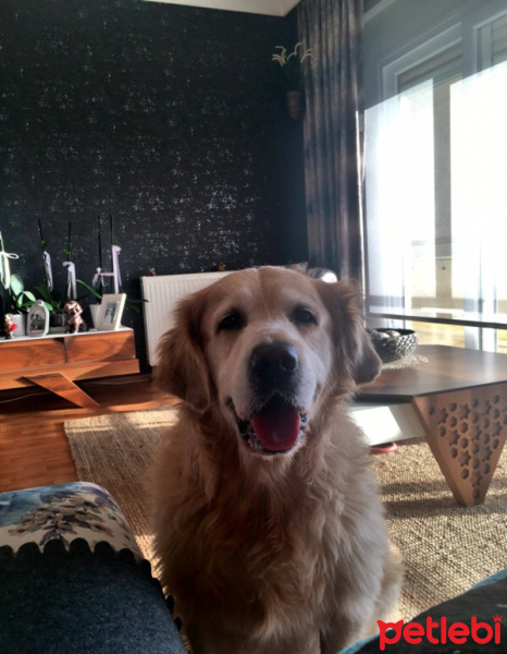 Golden Retriever, Köpek  BART fotoğrafı