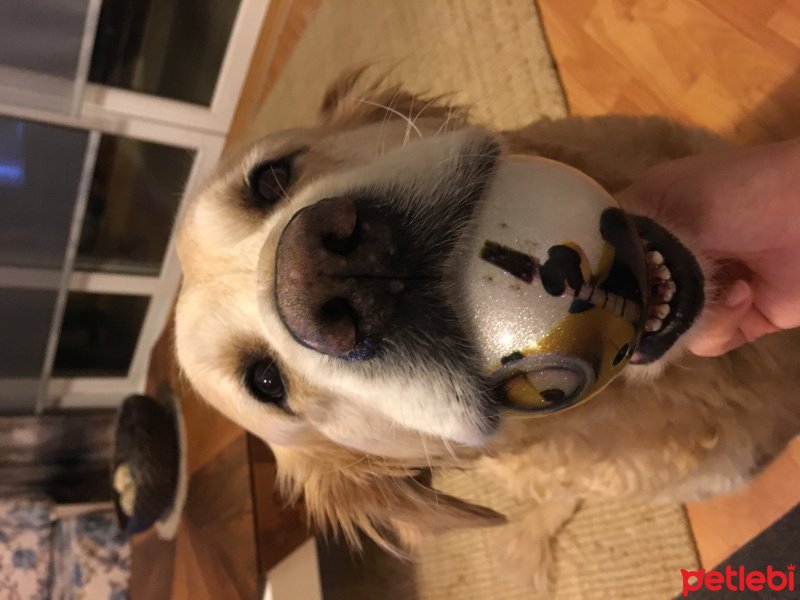 Golden Retriever, Köpek  BART fotoğrafı