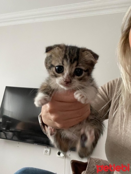 Scottish Fold, Kedi  Şirin Yavrular fotoğrafı