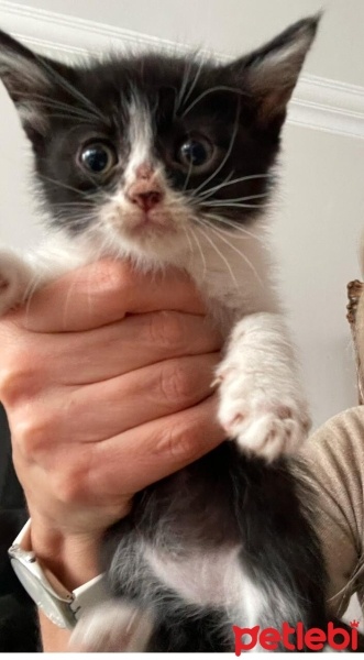 Scottish Fold, Kedi  Şirin Yavrular fotoğrafı