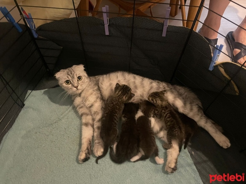 Scottish Fold, Kedi  Şirin Yavrular fotoğrafı