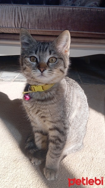 Tekir Kedi, Kedi  Kivi fotoğrafı