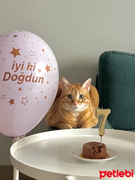 Sarman, Kedi  Sunny fotoğrafı