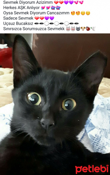 Tekir Kedi, Kedi  Zeytin fotoğrafı