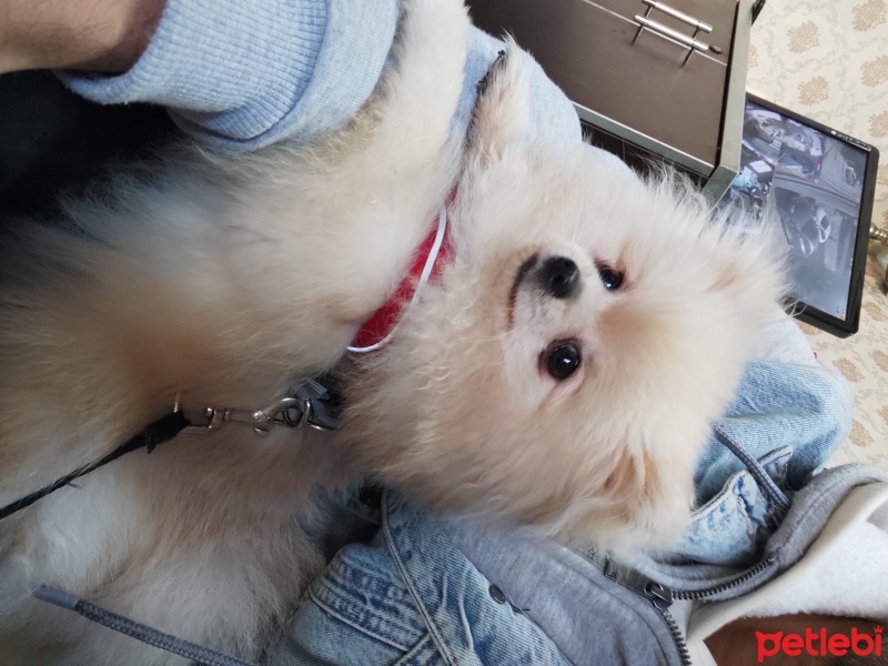 Pomeranyalı, Köpek  Ppomeranian boo fotoğrafı