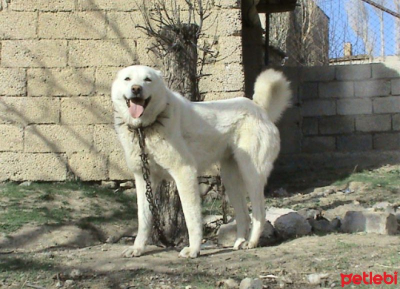 Kangal, Köpek  Kaptan fotoğrafı