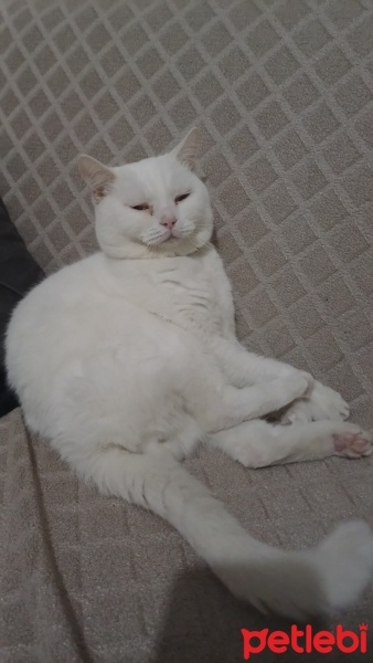 British Longhair, Kedi  Paşa fotoğrafı