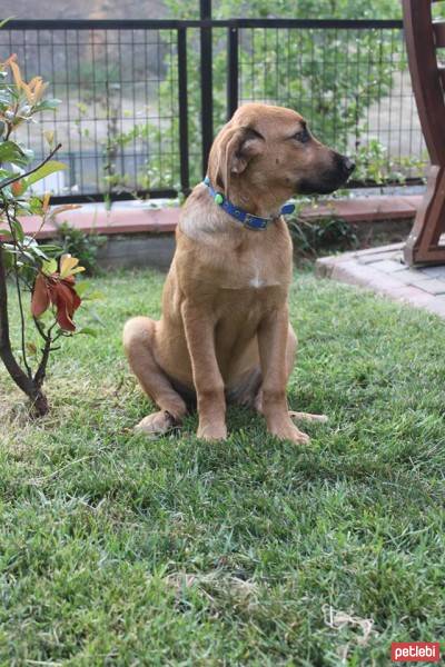 Labrador Retriever, Köpek  linda fotoğrafı