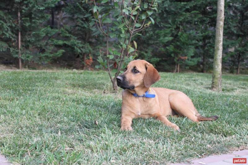 Labrador Retriever, Köpek  linda fotoğrafı