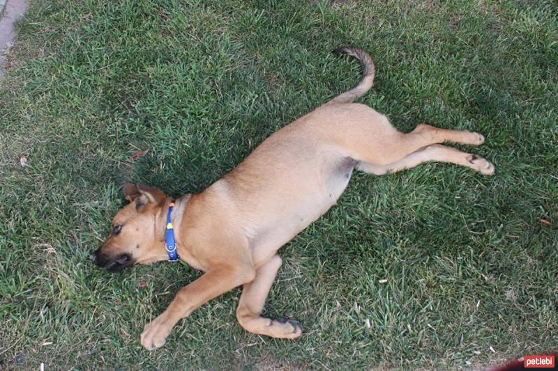 Labrador Retriever, Köpek  linda fotoğrafı