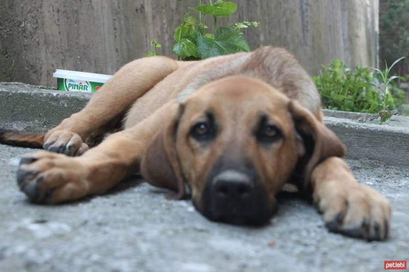 Labrador Retriever, Köpek  linda fotoğrafı