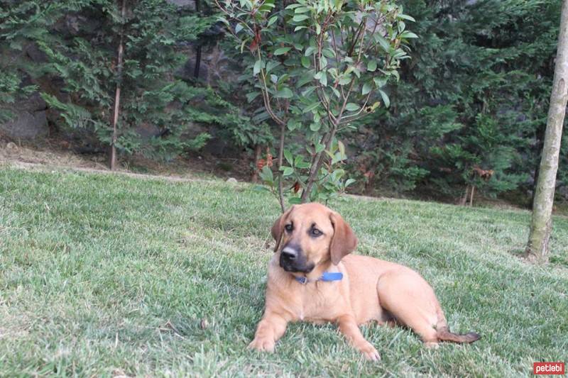 Labrador Retriever, Köpek  linda fotoğrafı